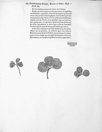 Polythrincium trifolii image